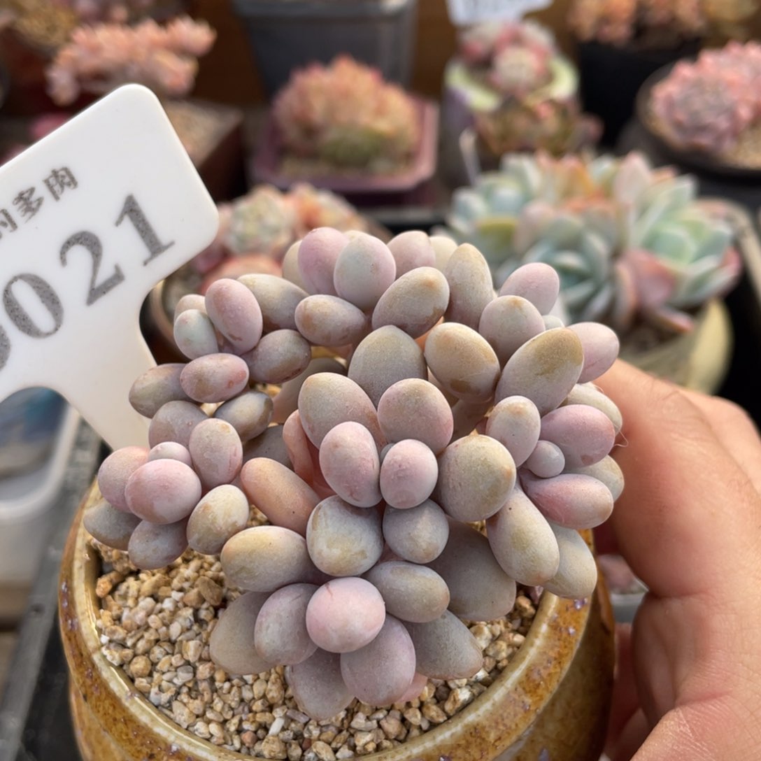 021桃蛋不带盆7厘米