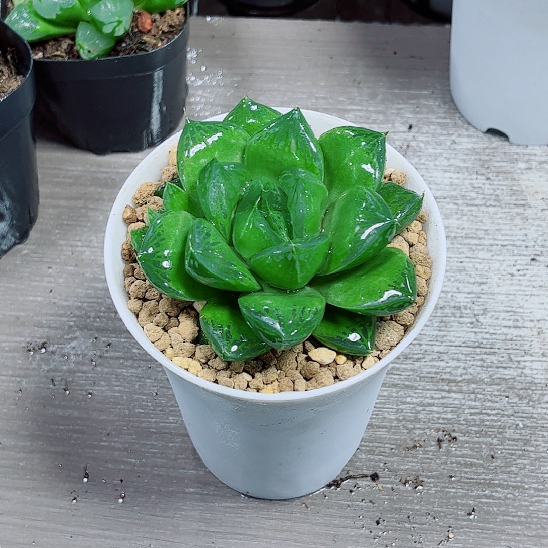 宝草玉露一勿一拍