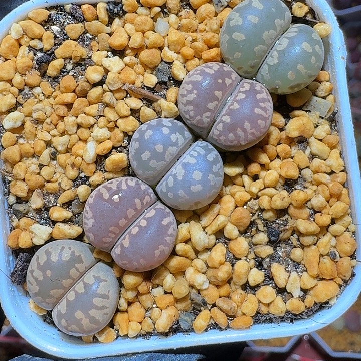 生石花1111112。   118