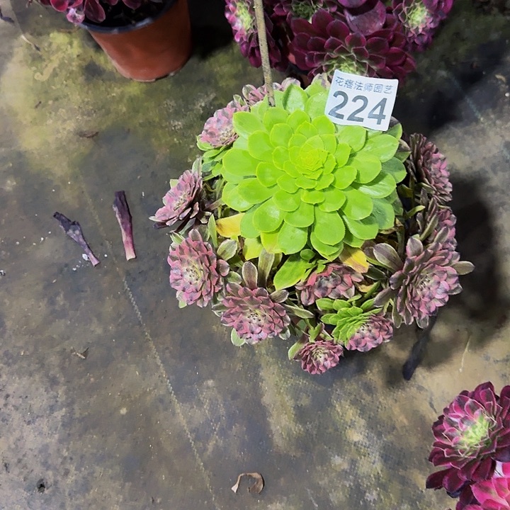 花脸粉黛224000000