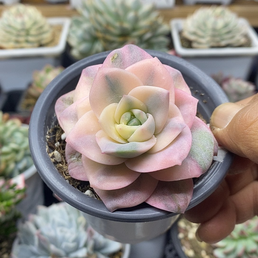 05147 可爱玫瑰彩锦