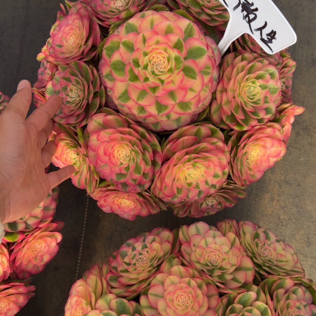 笑***生无花朵xndnnddndndndndndndndn