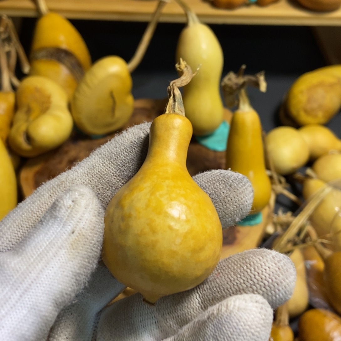 肖****）葫芦葫芦真的