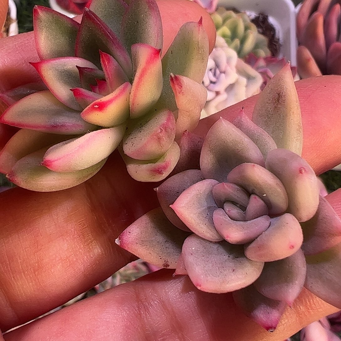 大***李多肉植物多肉植物