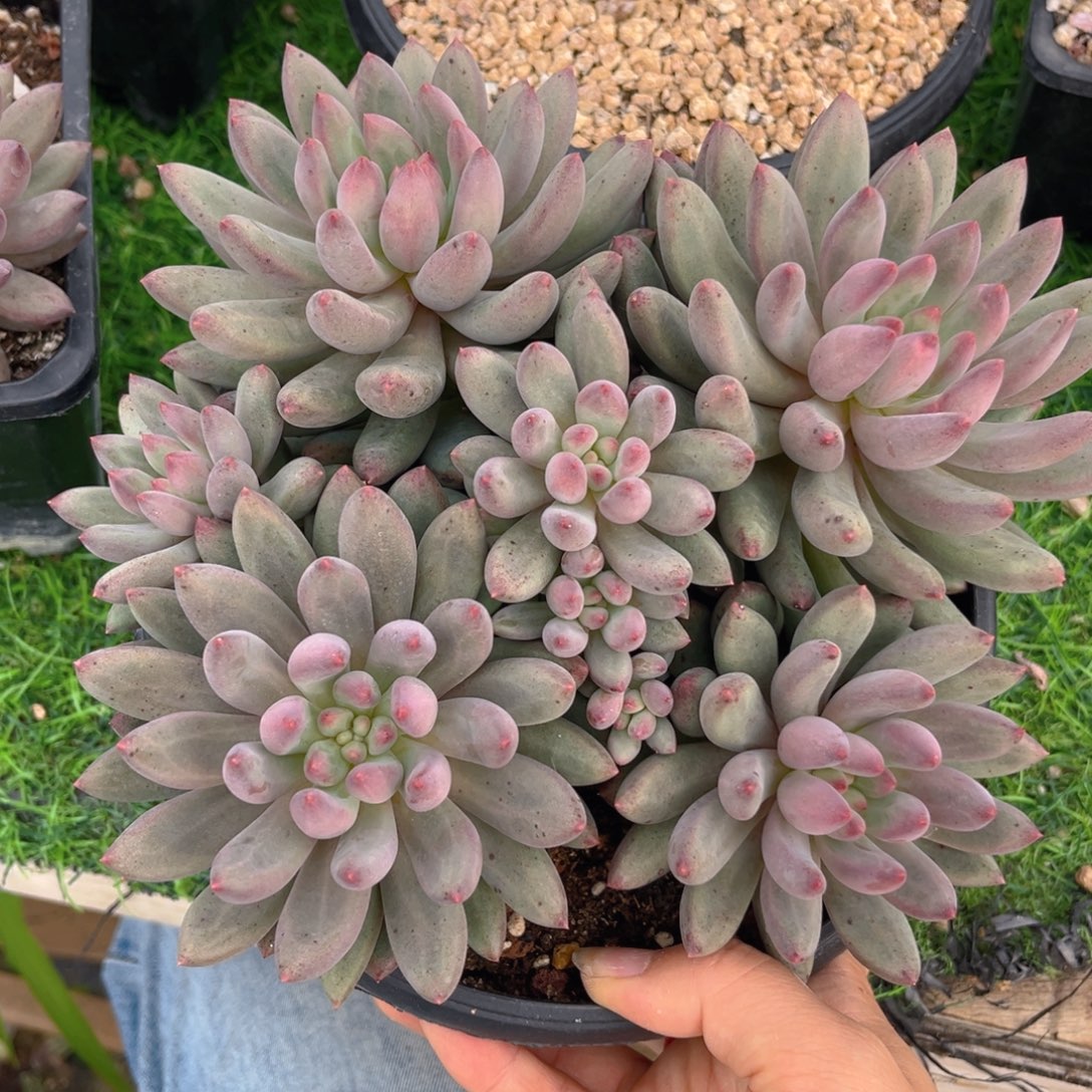 虞美人88888888888888888