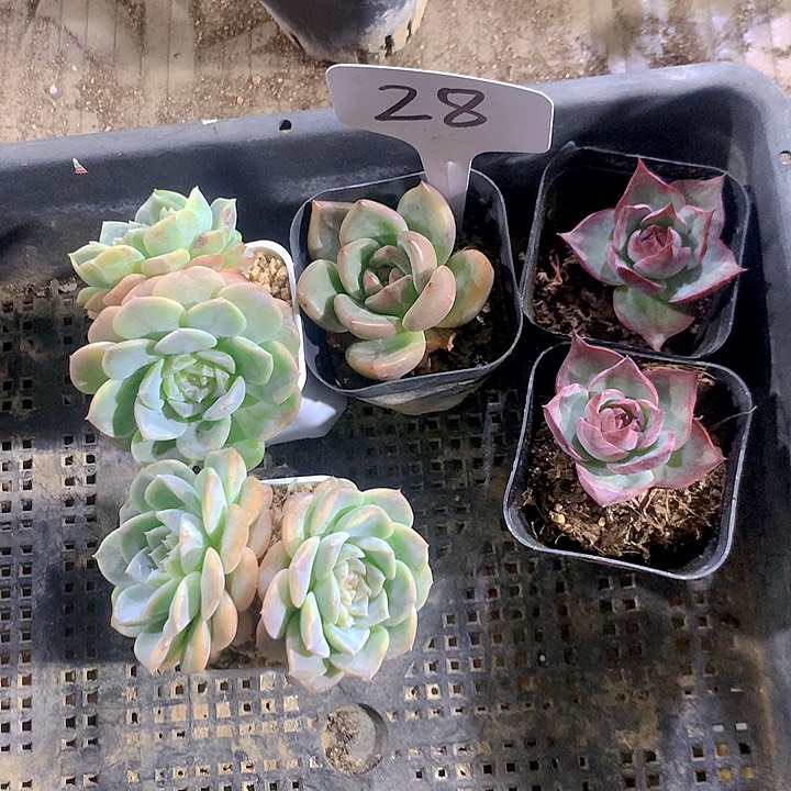 无花朵28号多肉植物园艺