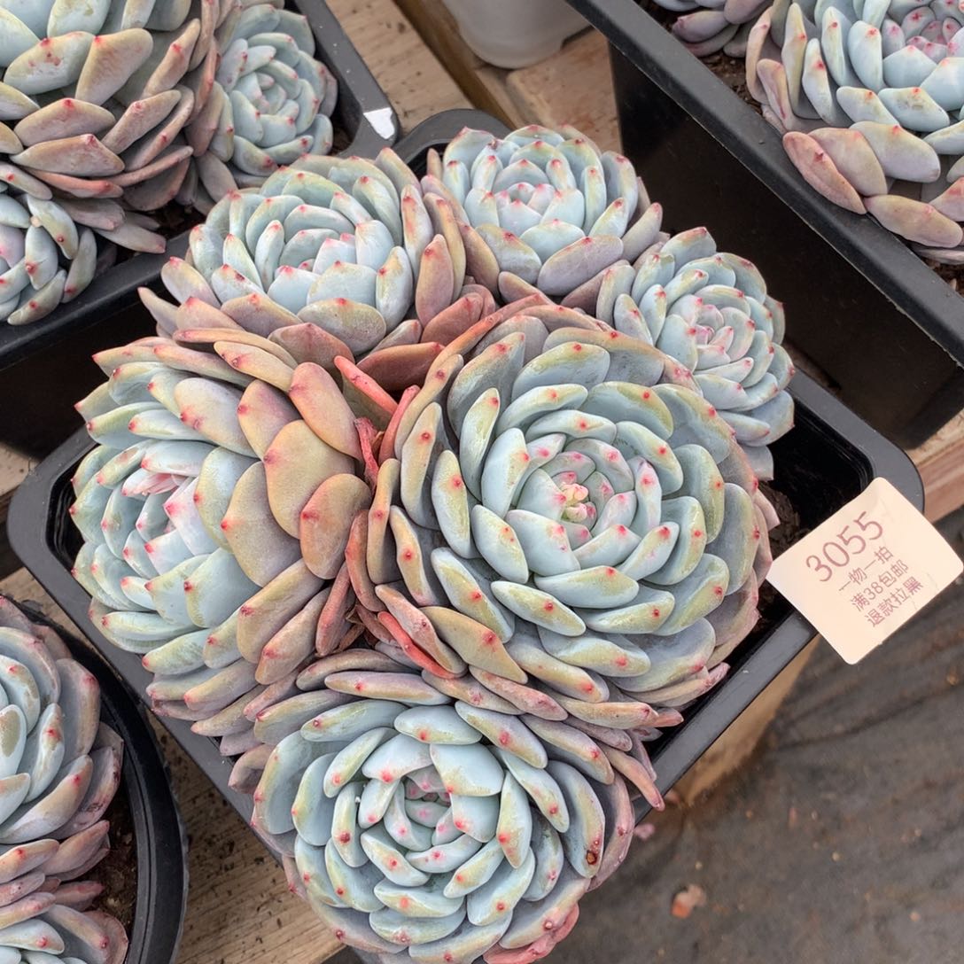 20厘米六头星影多肉有砍3055