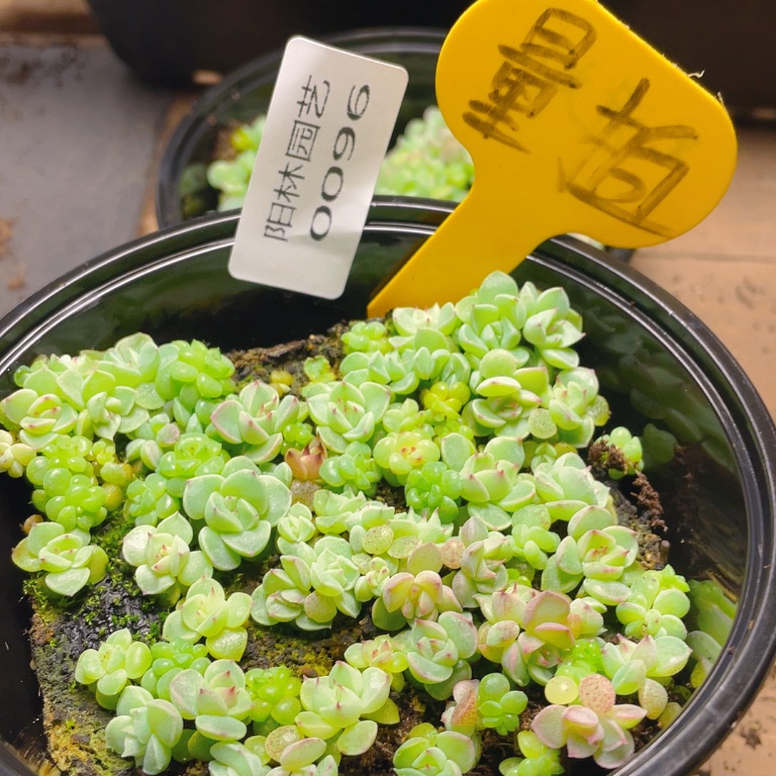 量拍多肉植物多肉植物96