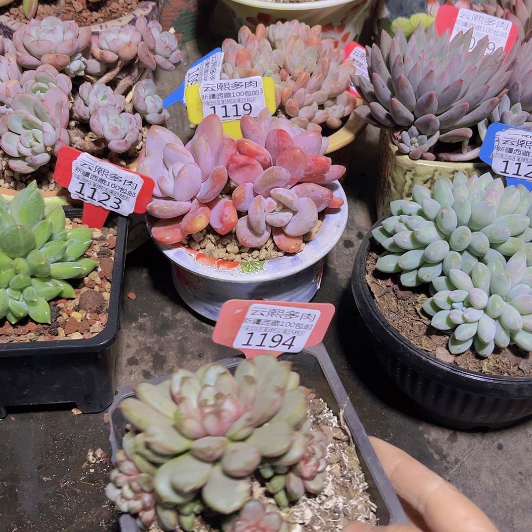 1194葡萄。  吧。