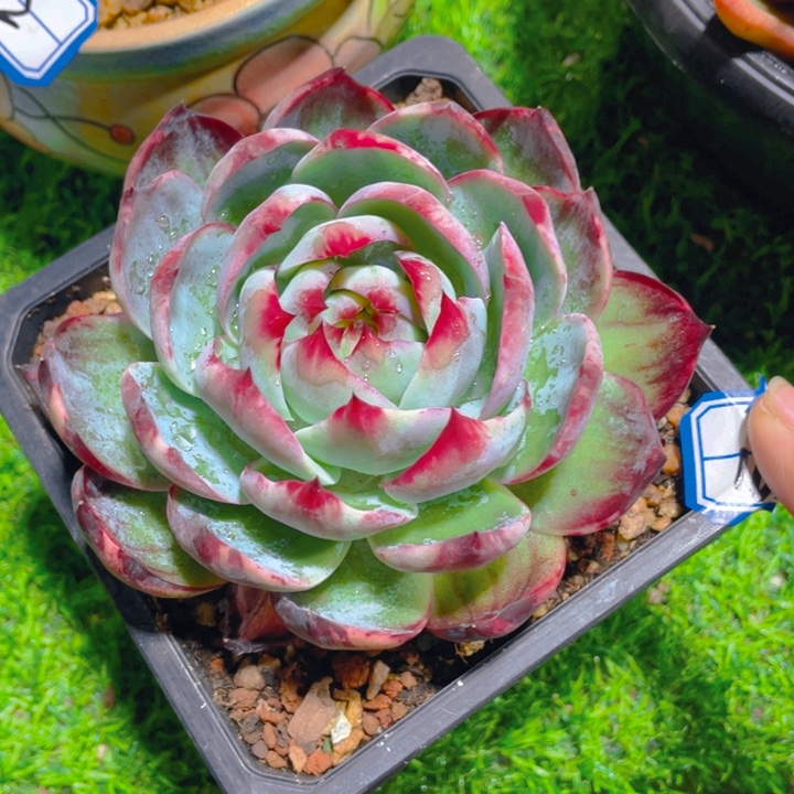 谢谢你的支持000000168