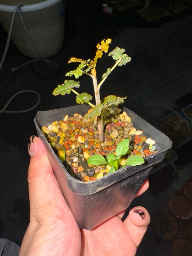 迪奥死乳香多肉植物