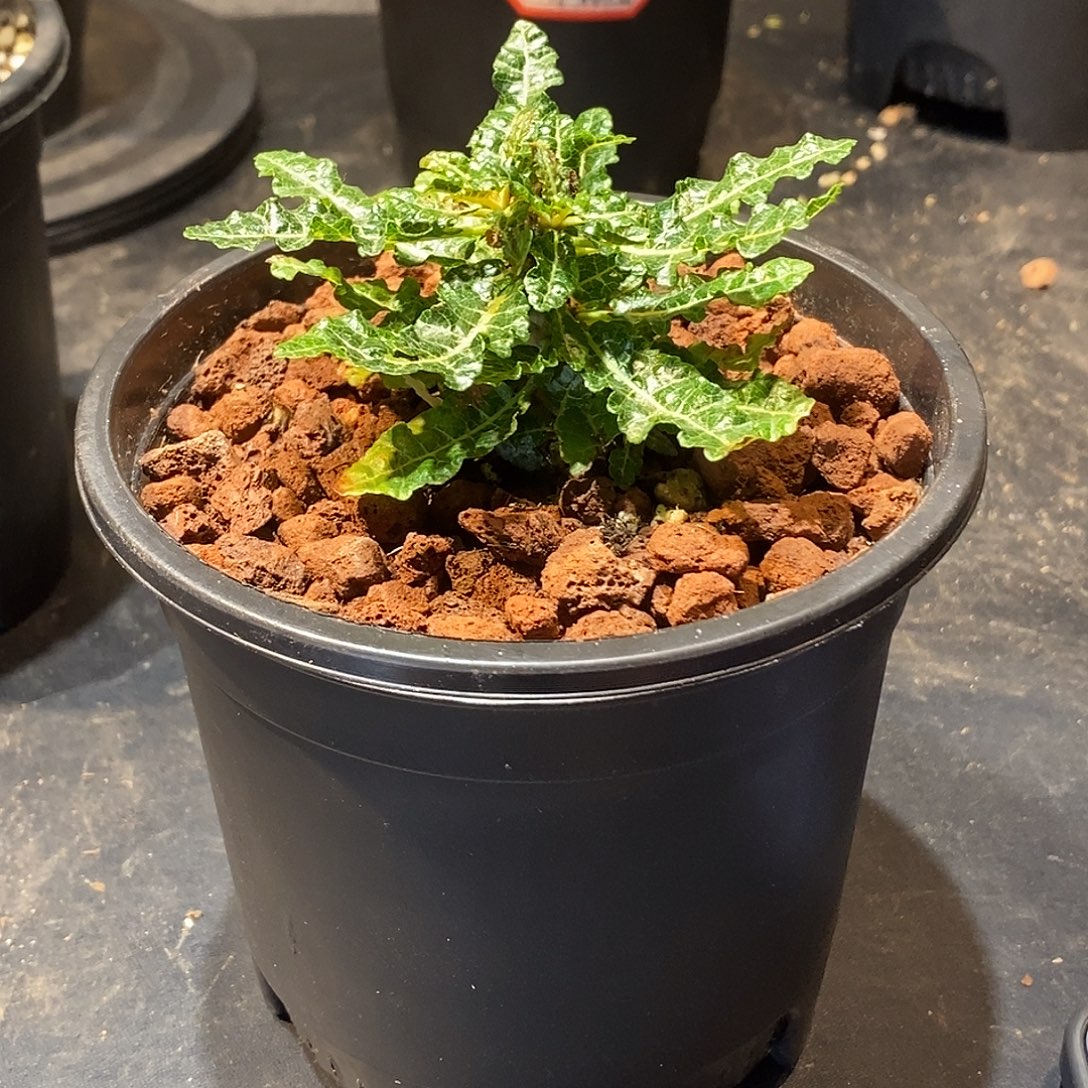 4****娜娜乳香带盆包邮