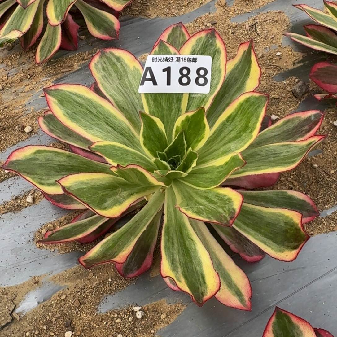 188魅影多肉植物