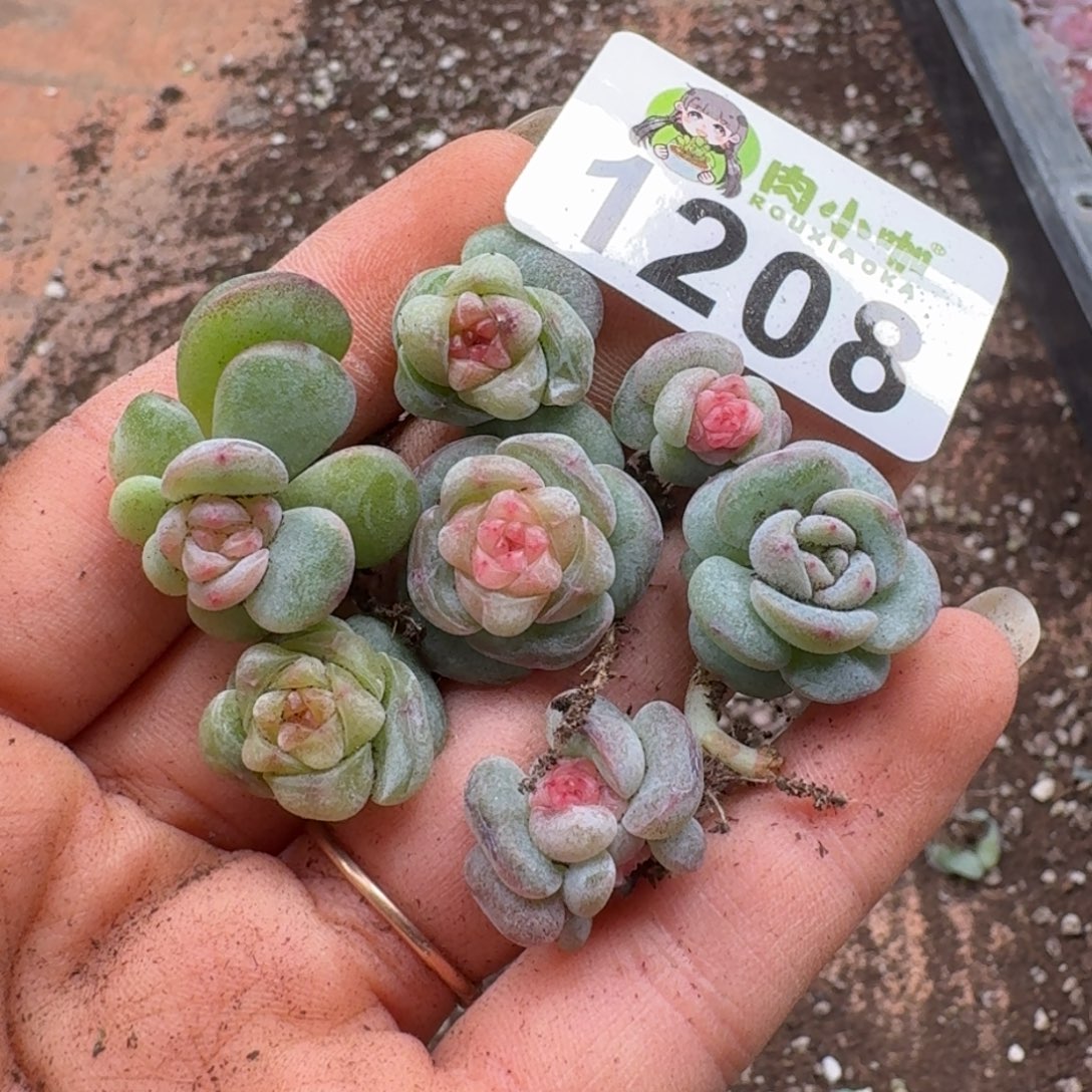 多肉植物多肉植物