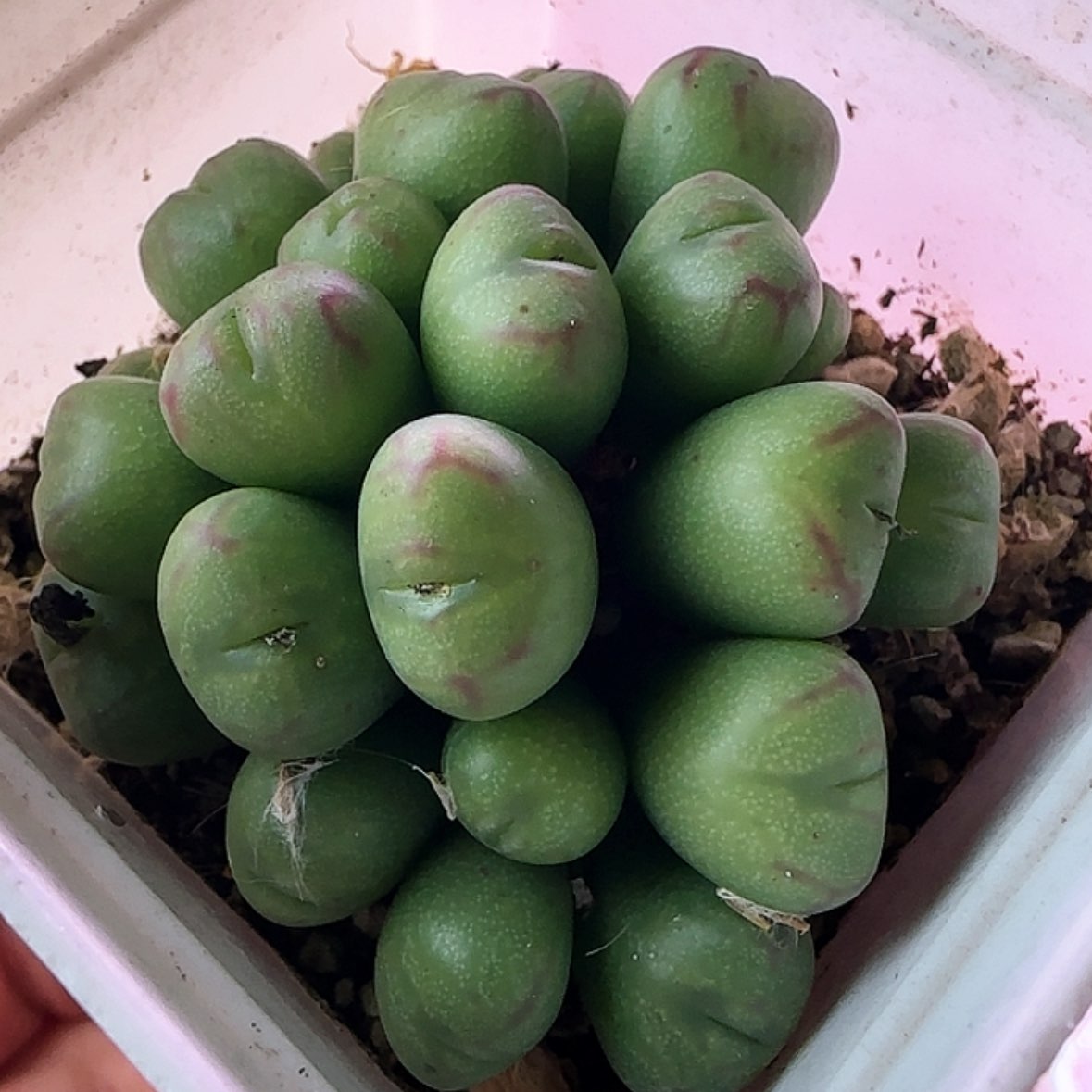 【闪购商品】丹空群生123456