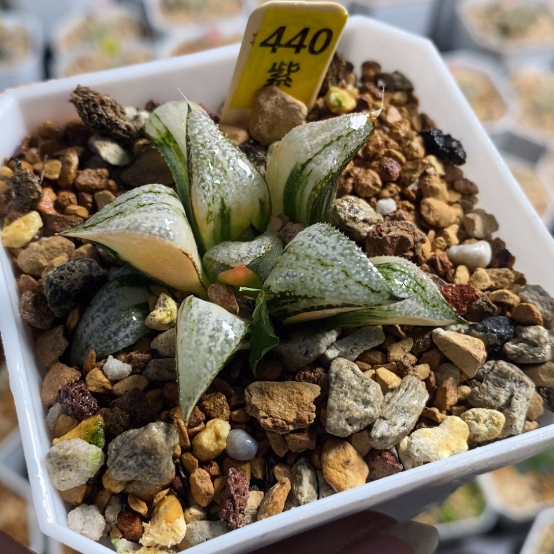 440青蟹十二卷多肉植物