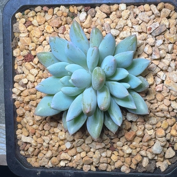 人鱼公主 双头 一物一拍