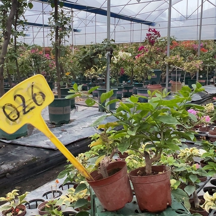 当前无花栽培后可以开花红九月掌中宝 雪紫掌中宝026