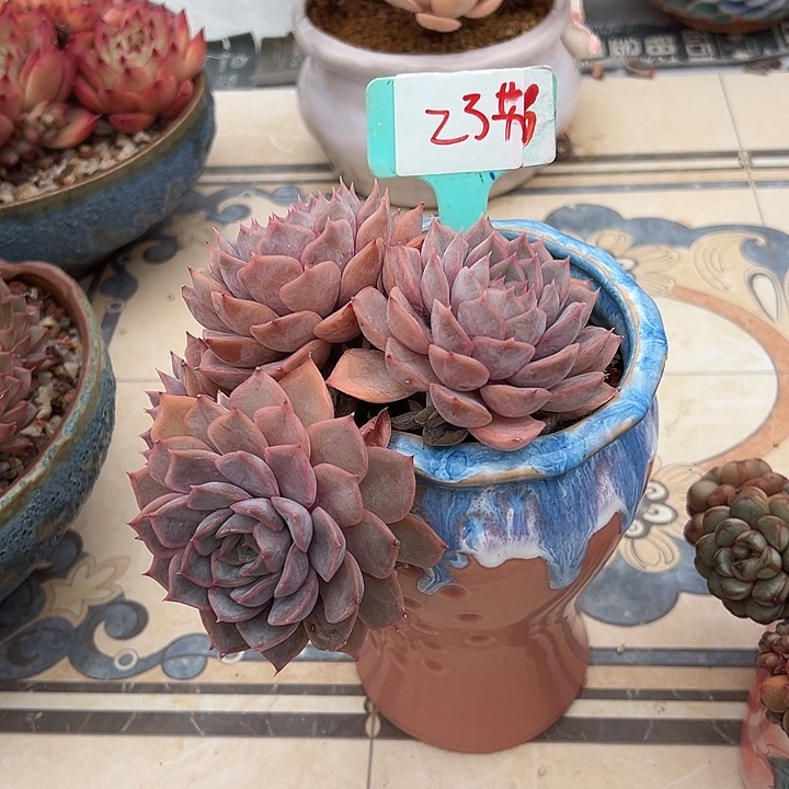 好***落23菲欧娜带盆一个多肉