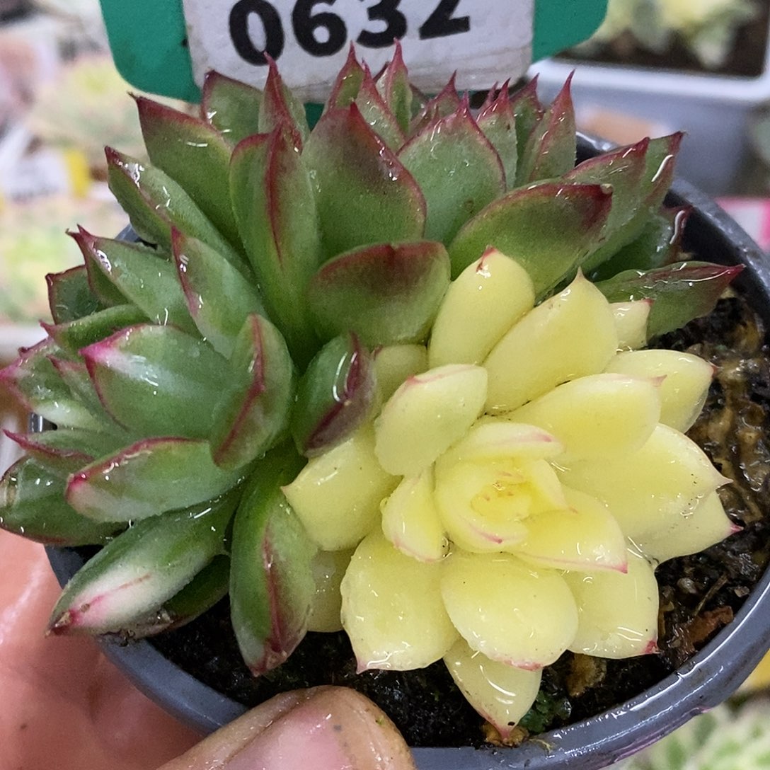 632三个状态拉丝全锦带原始头