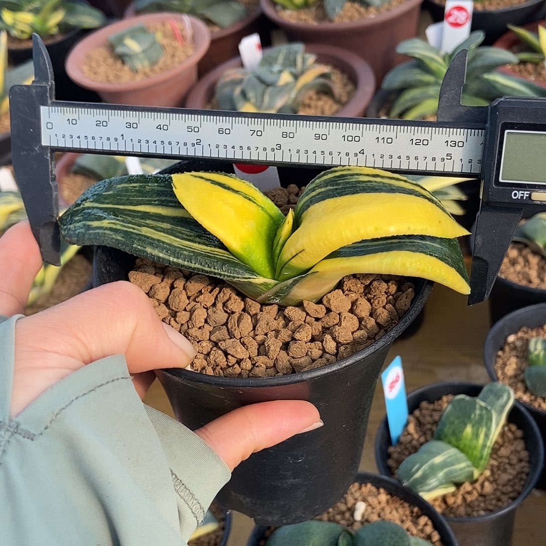 155卧牛实生级上斑锦