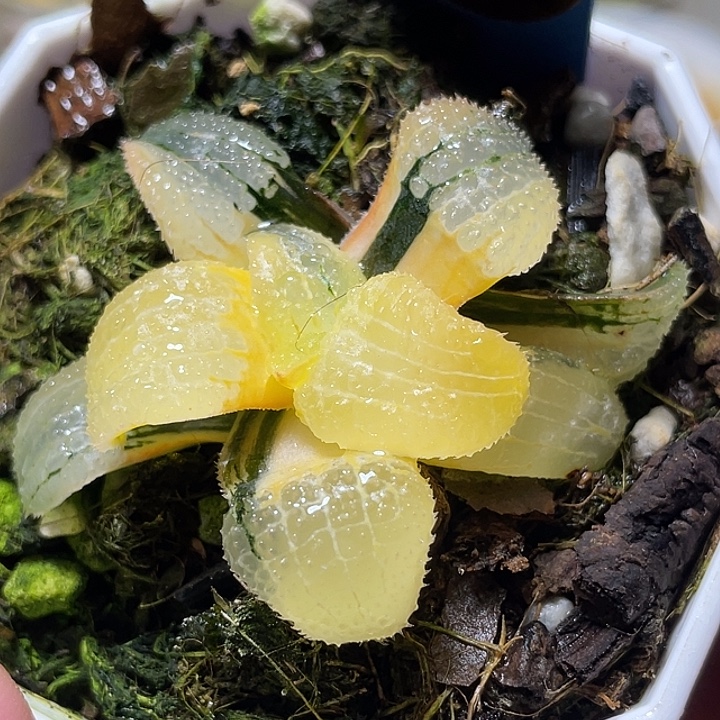 601天空之镜锦特选福利