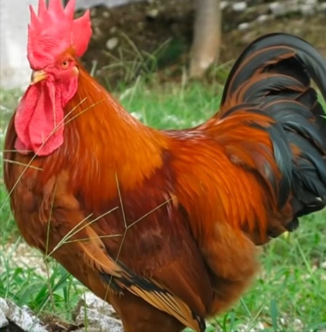 红公鸡两只(农村粮食散养大冠公鸡)不支持改地址.拒签.拒收