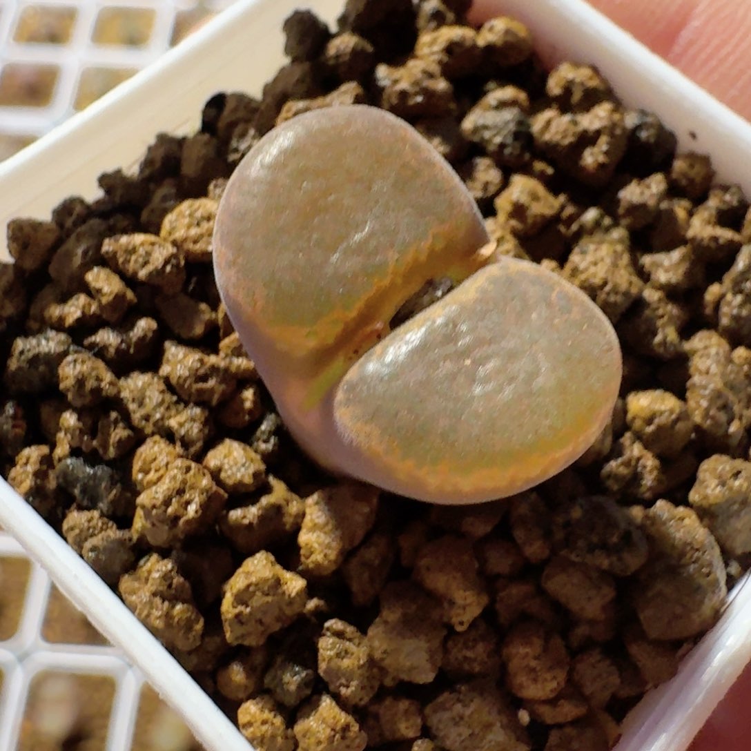 脱土发货@........