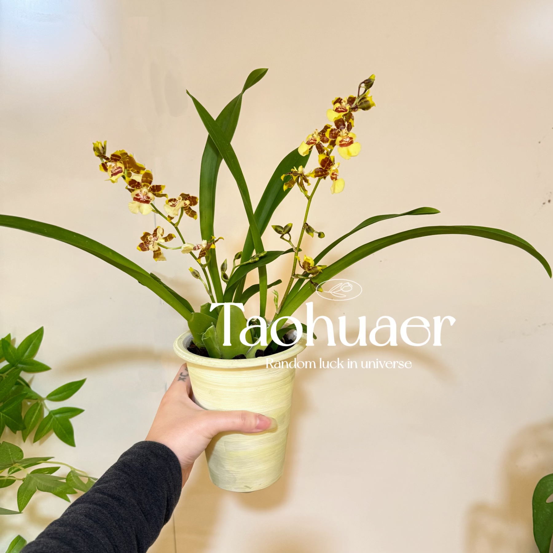 香妃香水兰文心兰冬季耐寒植物 好养浓香开花室内盆栽年宵花