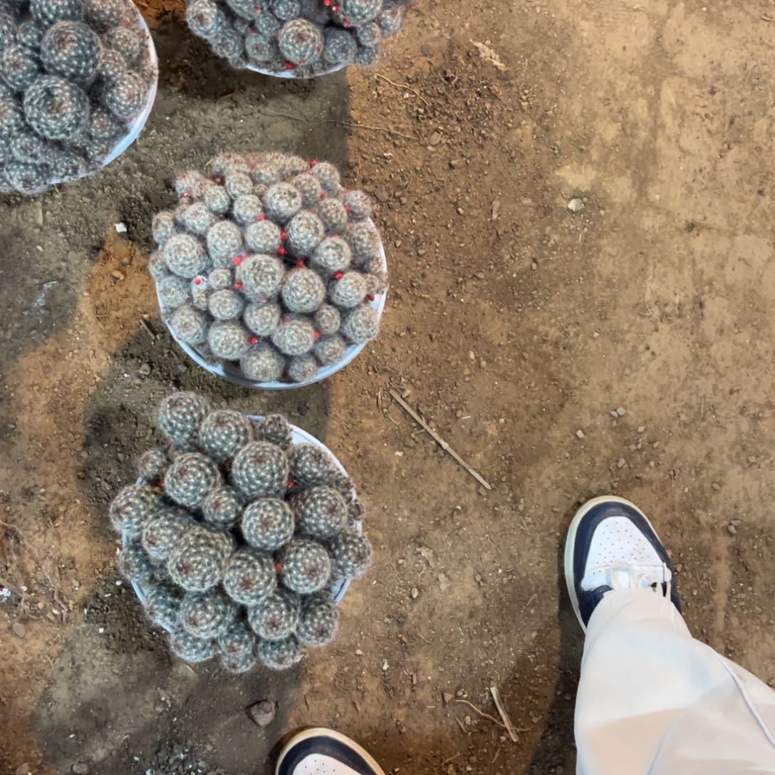 松霞实生随机一颗