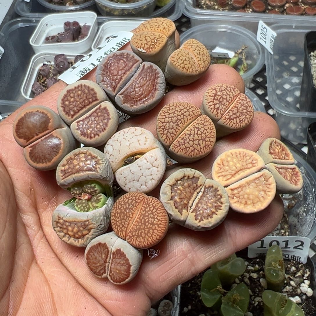 【闪购商品】 1014。    