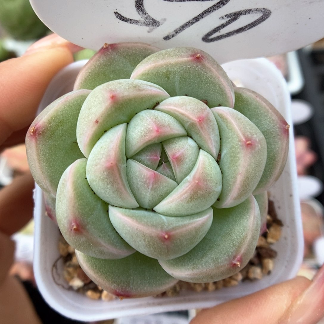 白露珍妮可拍590号。 