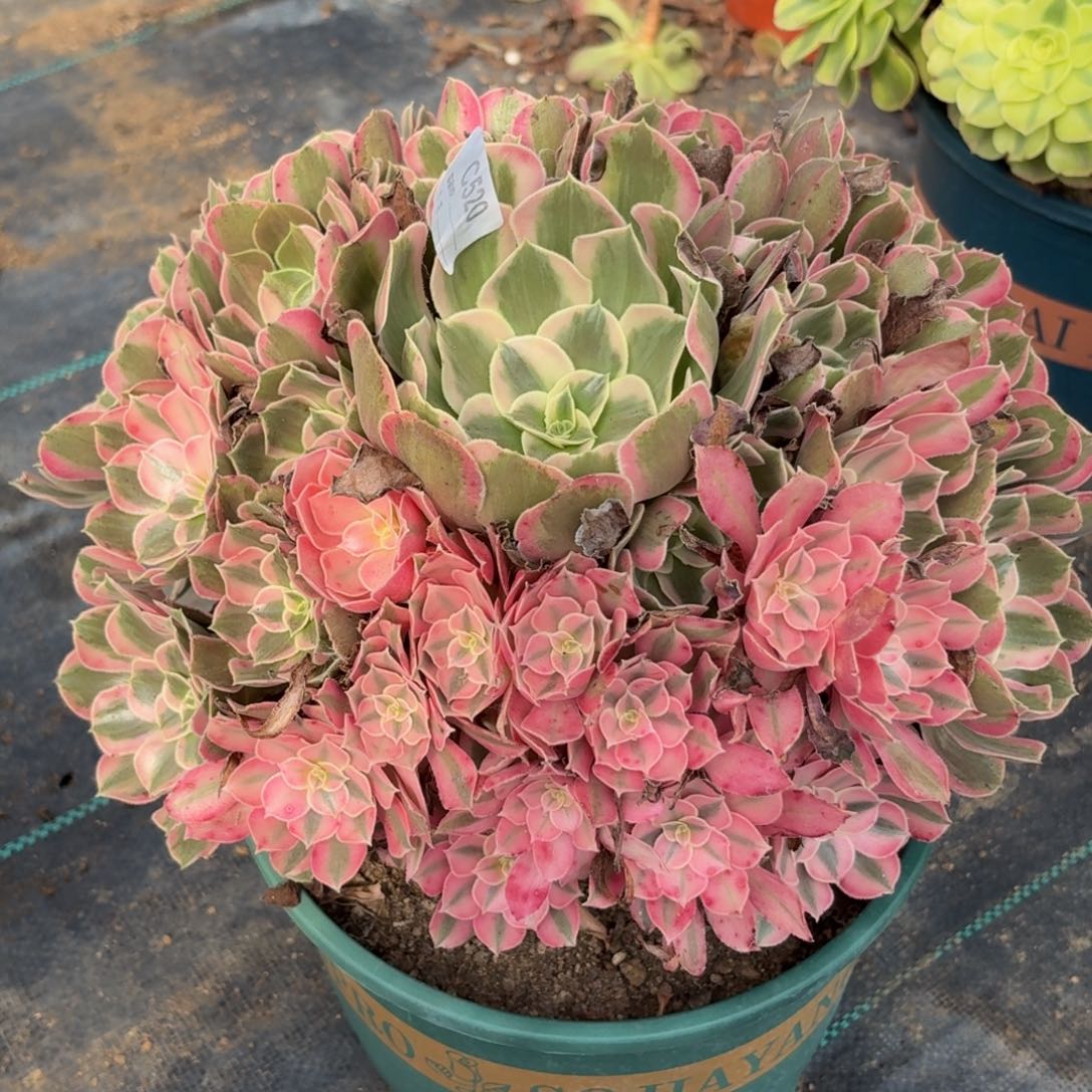 520花样年华多肉植物发货