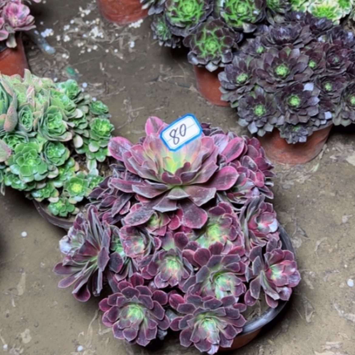 【闪购商品】凤冠80