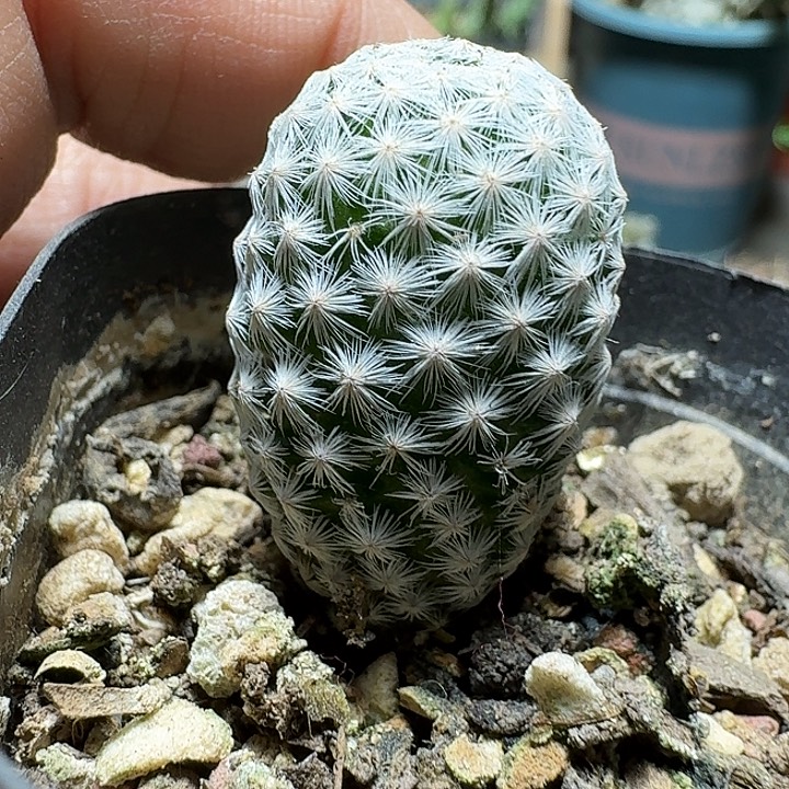 825白鸟脱土发货实生