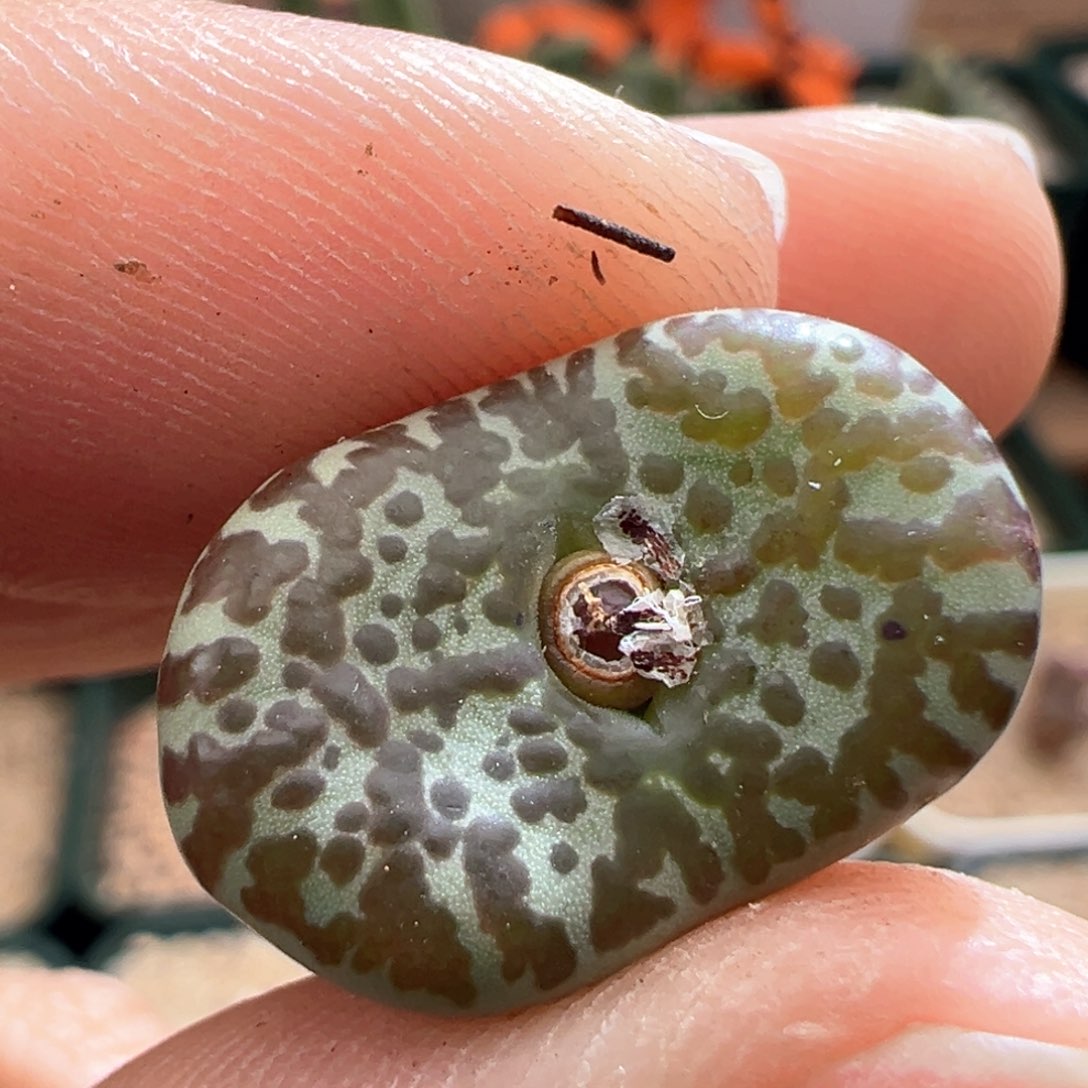 680 青蛙种源WC霓虹安贞