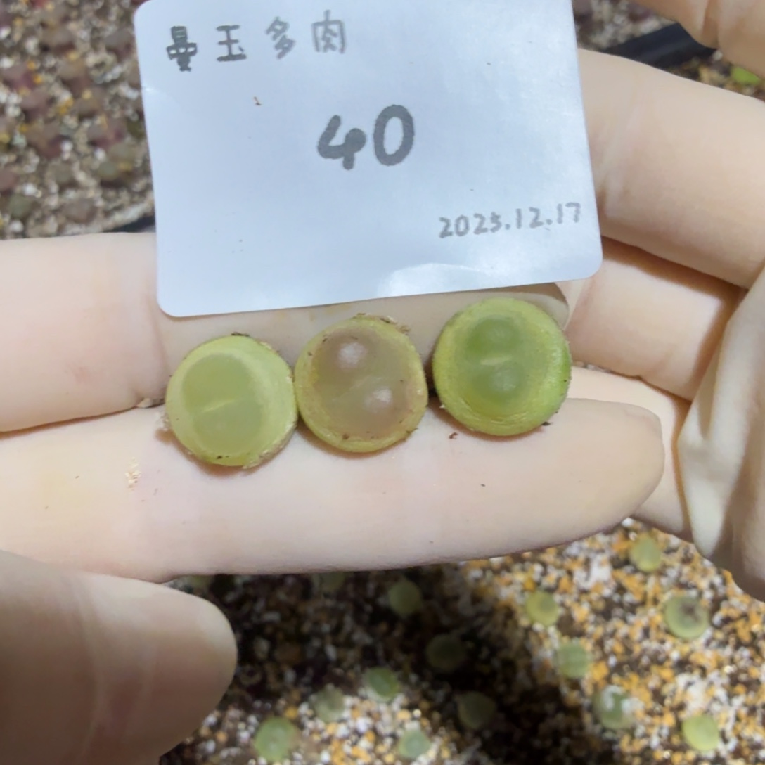 美***年多肉多肉多肉12.17-040大王拉登