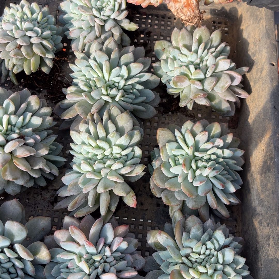 L***l12了11111144588898988