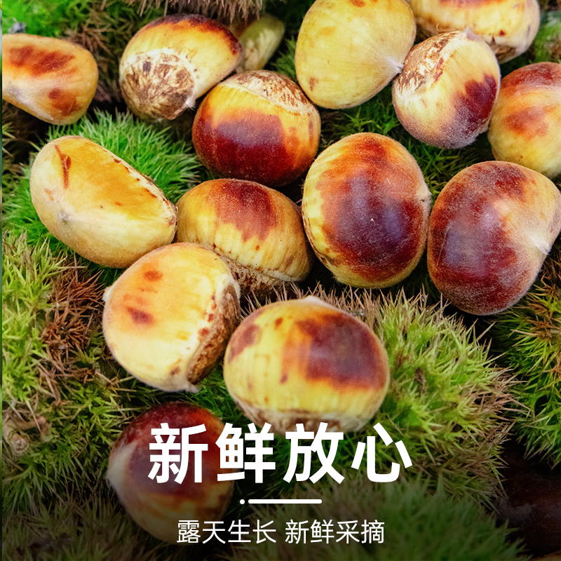 2025大别山板栗生新鲜栗子现摘现发皮花皮即食嫩板栗仁