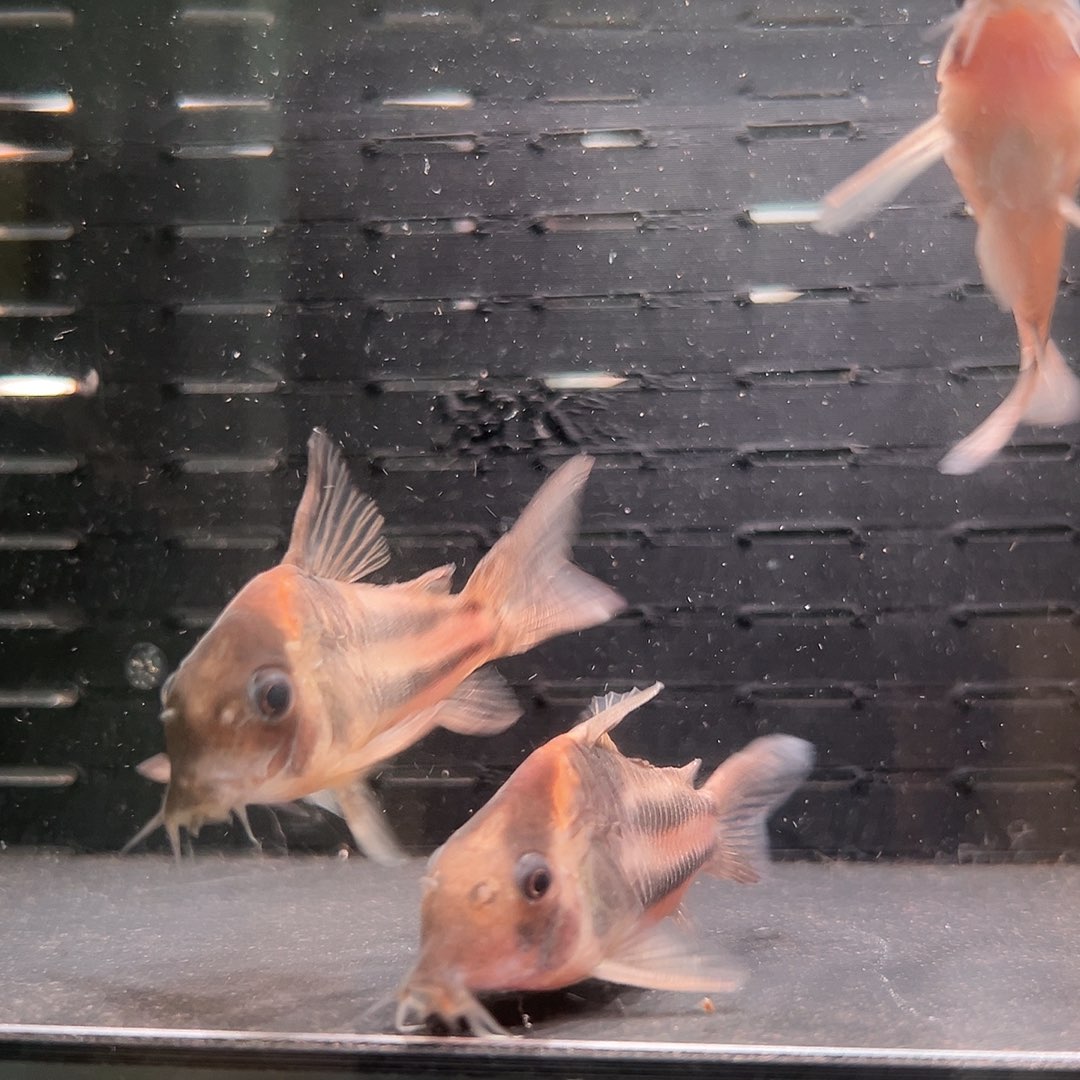 鼠鱼鄂鱼精选超级二线鼠3只