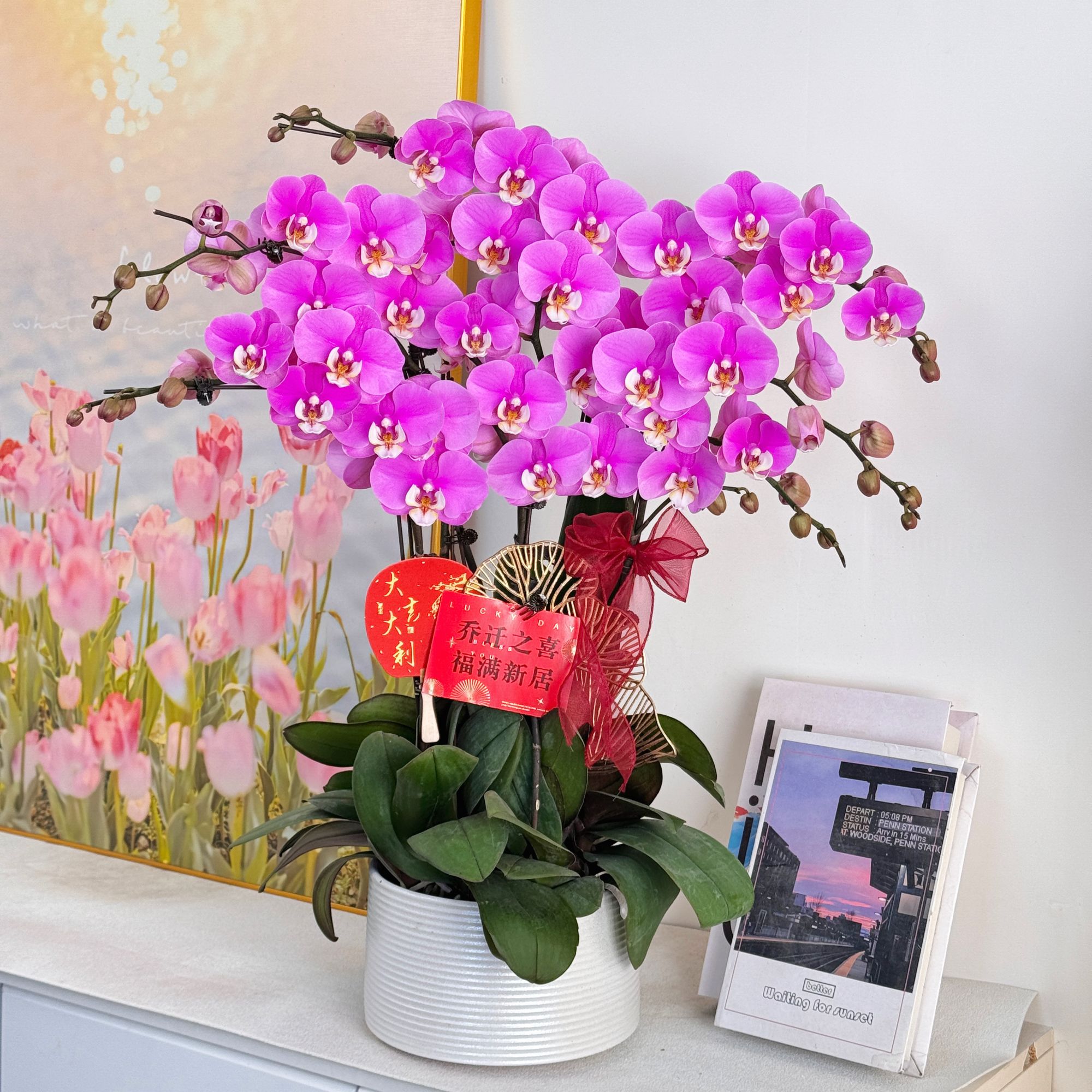 妗画【安娜】大花粉紫色蝴蝶兰 好养带花带花苞基地直发