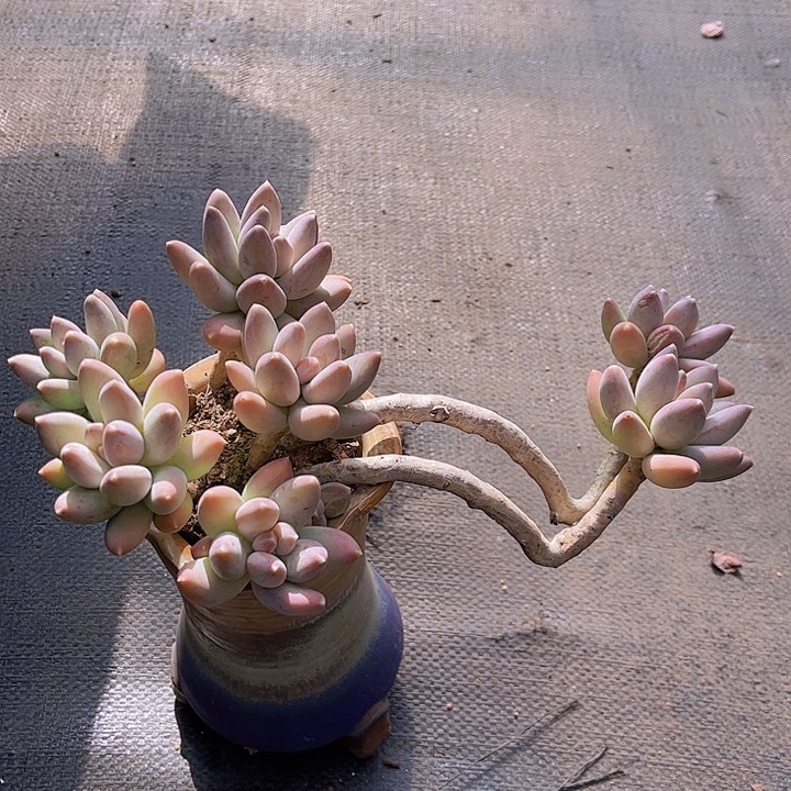 星空美人造型特价老桩