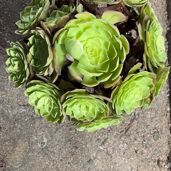 多肉植物雨荷锦……