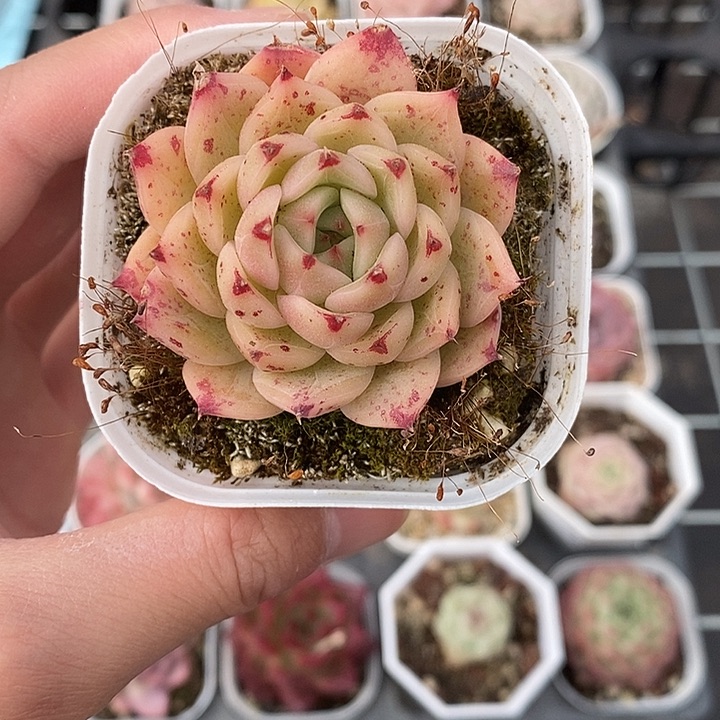 粉色的小可爱啊7