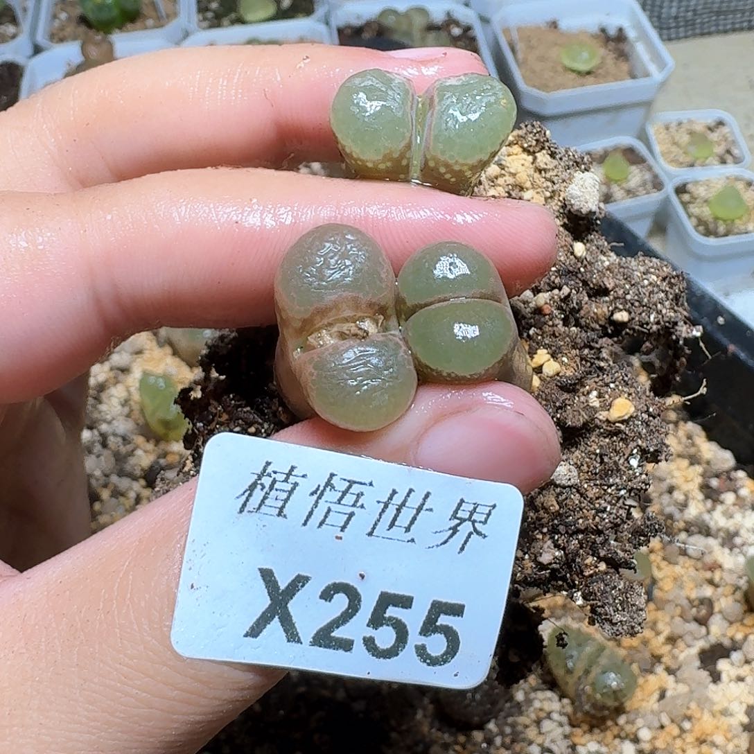 255盒多肉植物哇vv