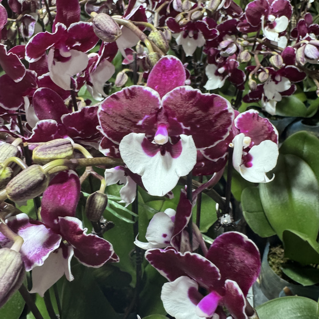 【圣诞老人】精品蝴蝶兰基地直发 