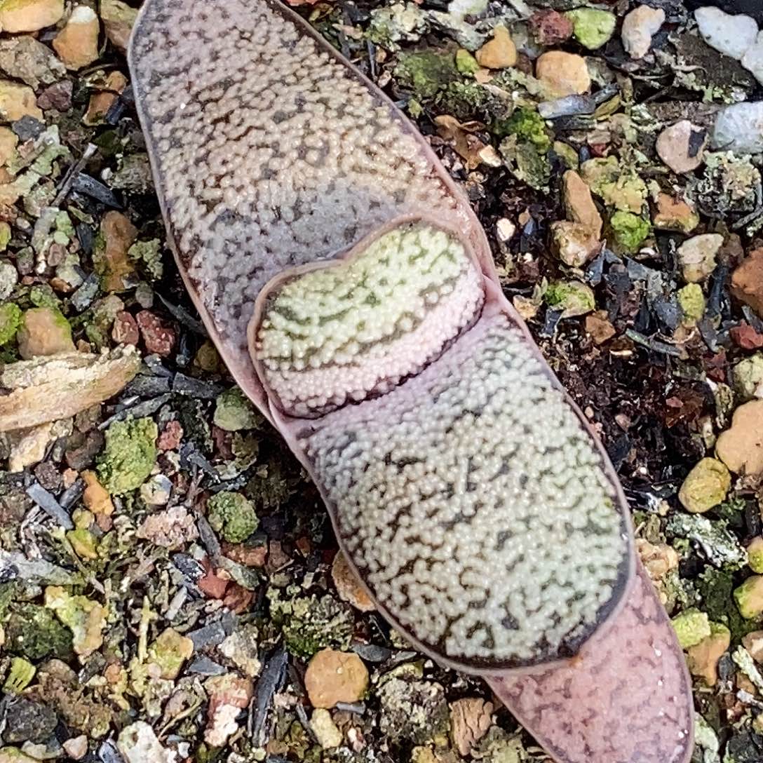 不带盆脱土裸根发货