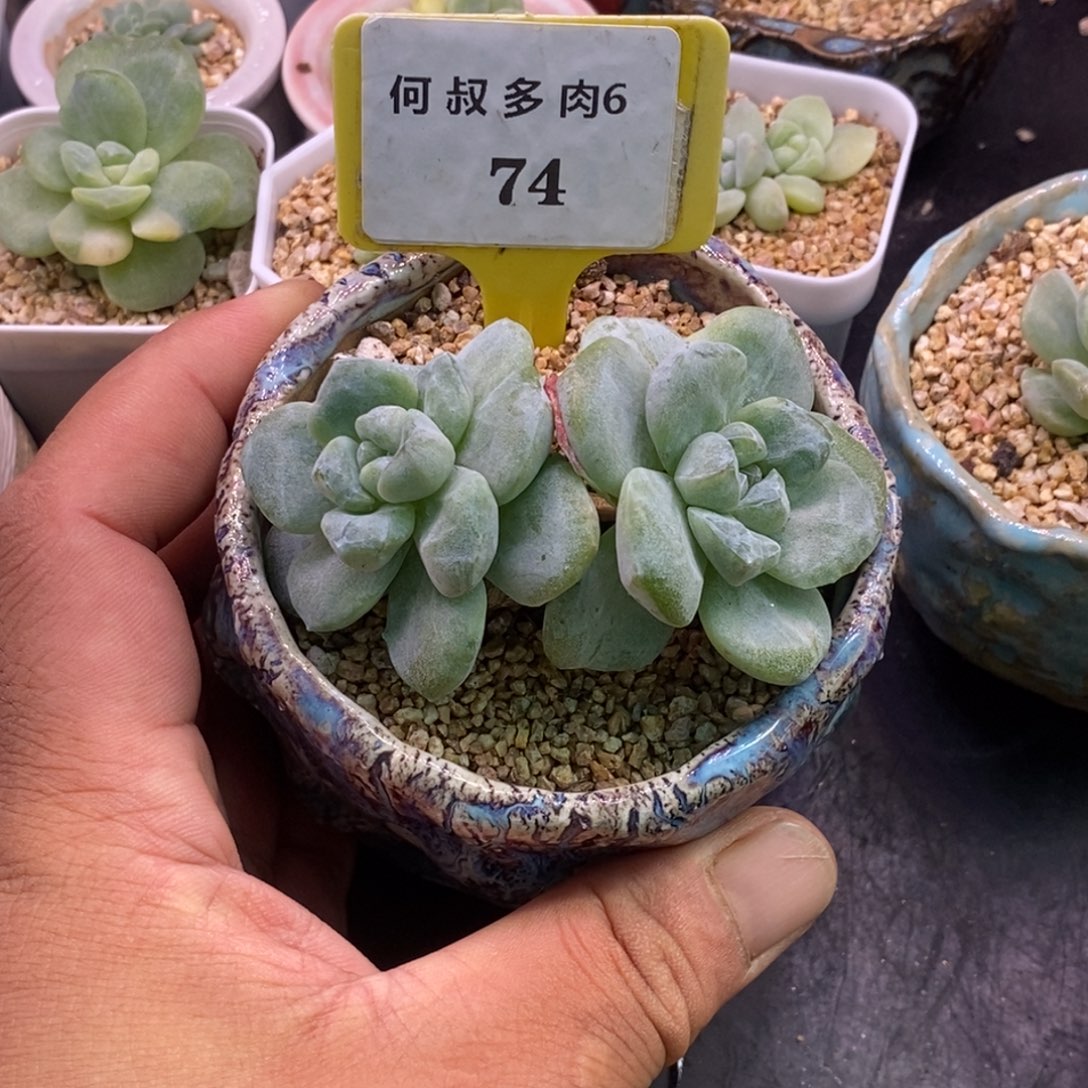 674老桩趴地冰玉石化双