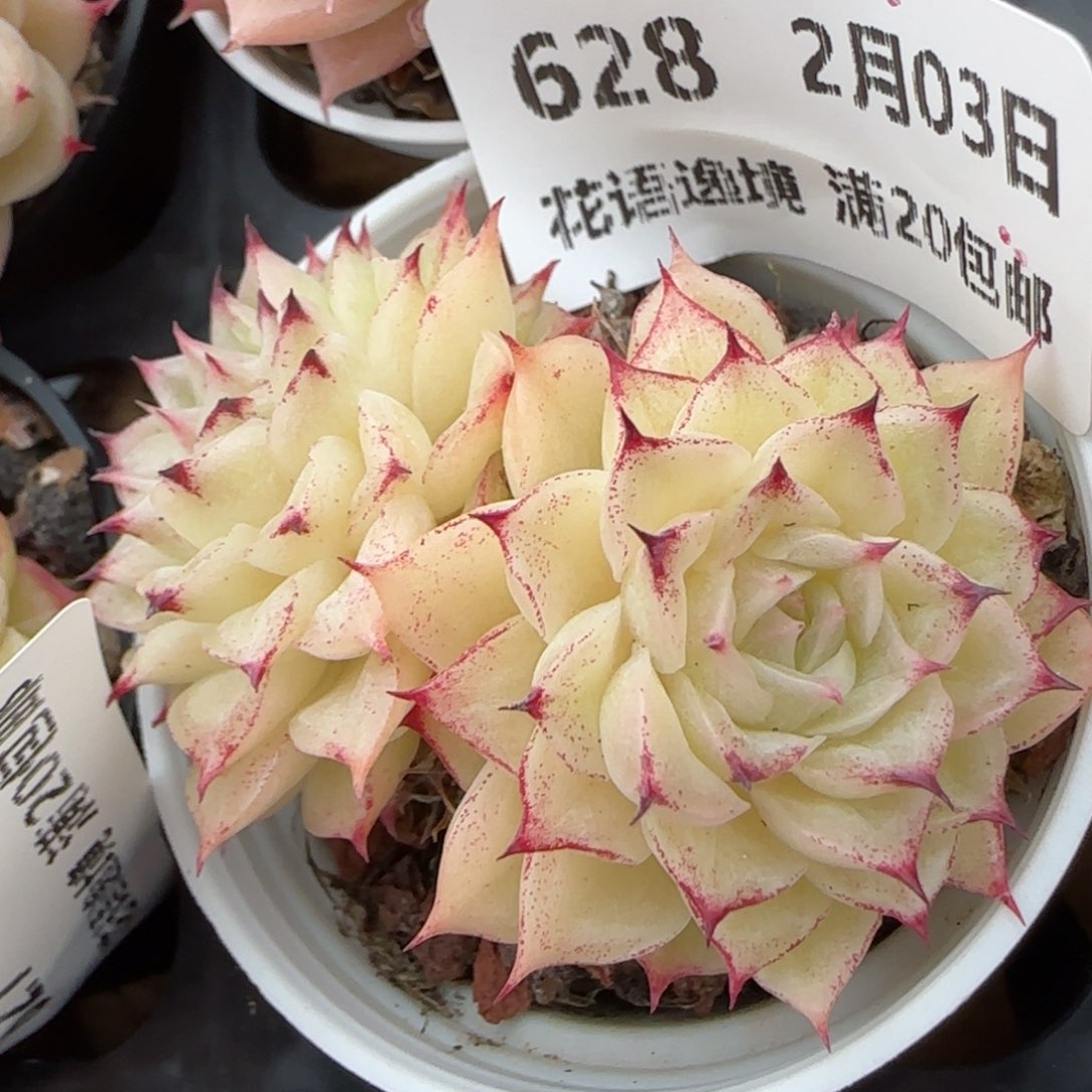 花语逸镜0203-628