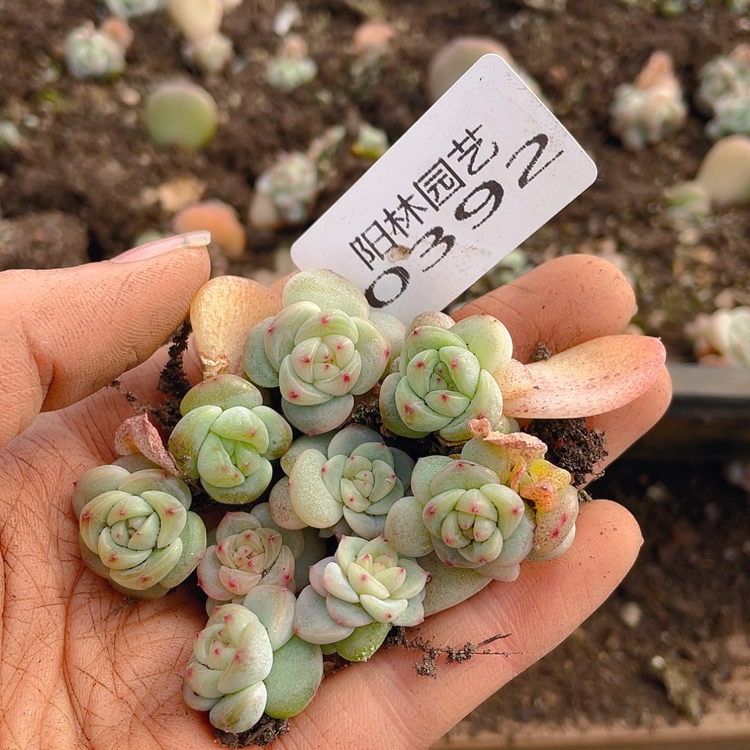 多肉植物多肉植物392